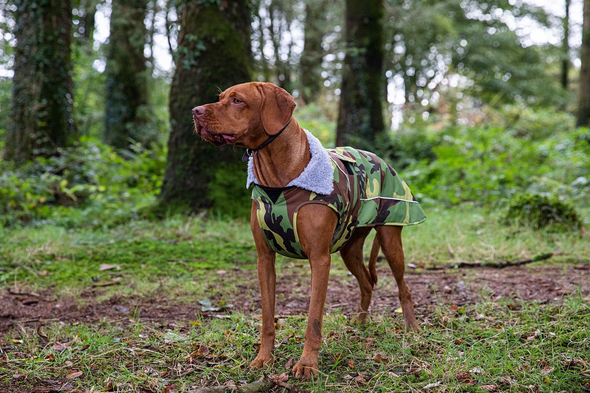 Dryrobe® Hundjacka / hundtäcken